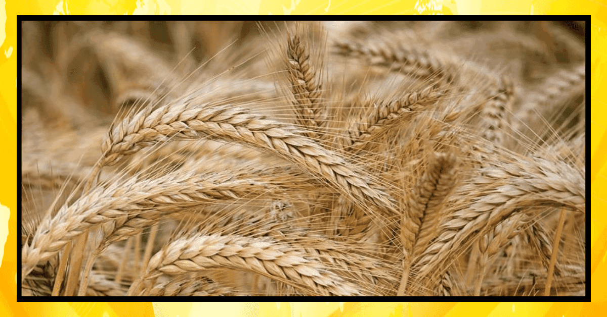 گندم امدادی قیمت