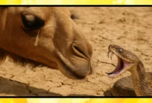 اونٹ کے آنسو