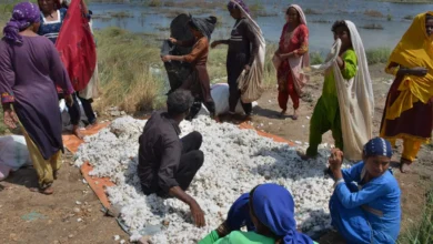 سیلاب سے فصلیں تباہ
