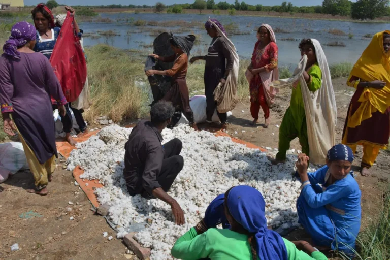پنجاب میں سیلاب سے فصلیں تباہ، کیا دوبارہ کاشت کرنا ممکن ہوگا؟