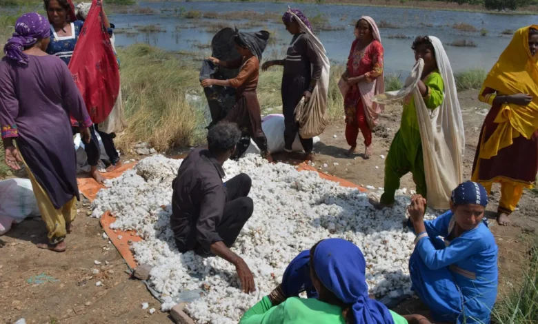 سیلاب سے فصلیں تباہ