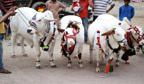قربانی کے جانور