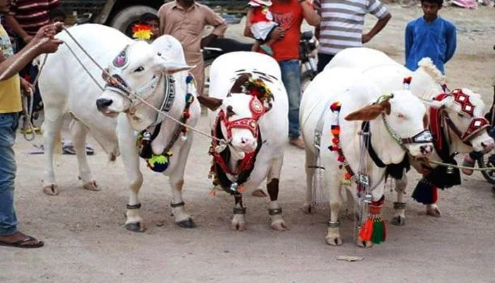 قربانی کے جانور