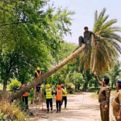 درخت کاٹ کر مجرم پکڑنے کا فن