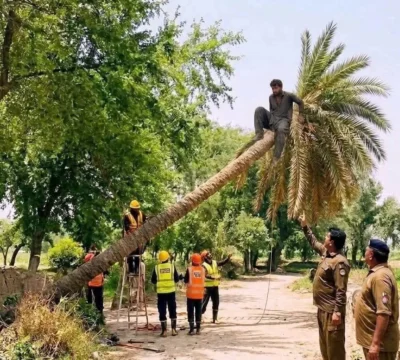 درخت کاٹ کر مجرم پکڑنے کا فن