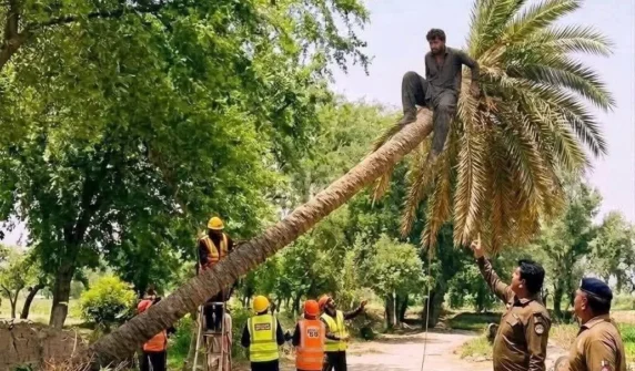 درخت کاٹ کر مجرم پکڑنے کا فن