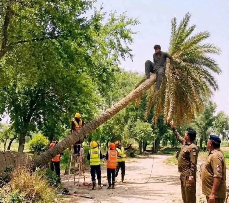 درخت کاٹ کر مجرم پکڑنے کا فن